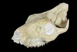 Oreodont (Merycoidodon) Partial Skull - Wyoming #113034-5
